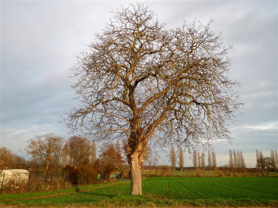 Walnuss (Juglans regia) bei Hockenheim