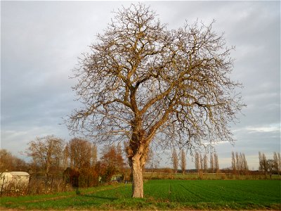 Walnuss (Juglans regia) bei Hockenheim