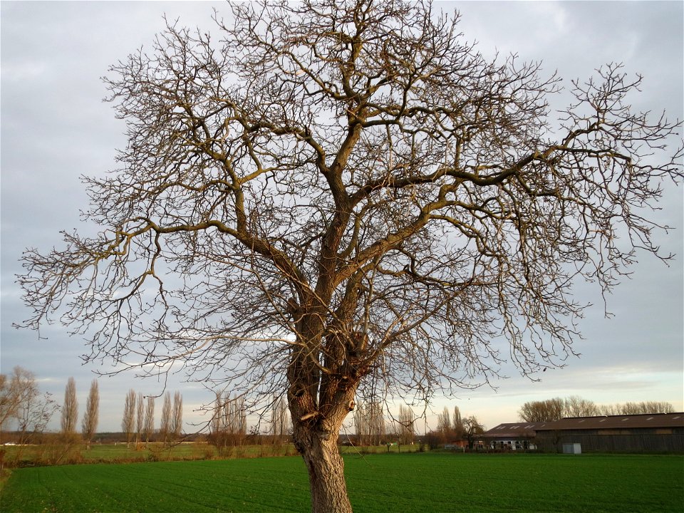 Walnuss (Juglans regia) bei Hockenheim