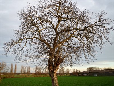 Walnuss (Juglans regia) bei Hockenheim photo