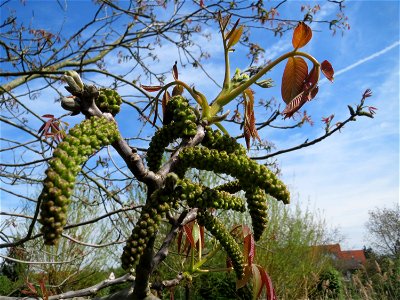 Walnuss (Juglans regia) in Hockenheim