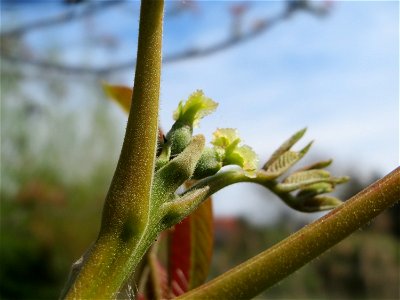 Walnuss (Juglans regia) in Hockenheim