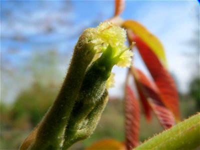 Walnuss (Juglans regia) in Hockenheim