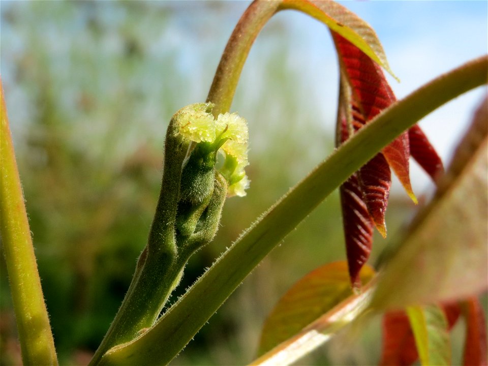 Walnuss (Juglans regia) in Hockenheim