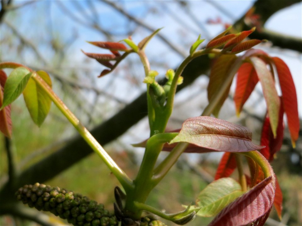 Walnuss (Juglans regia) in Hockenheim