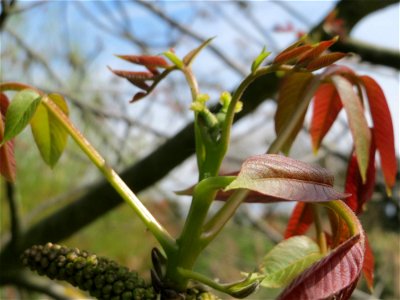Walnuss (Juglans regia) in Hockenheim