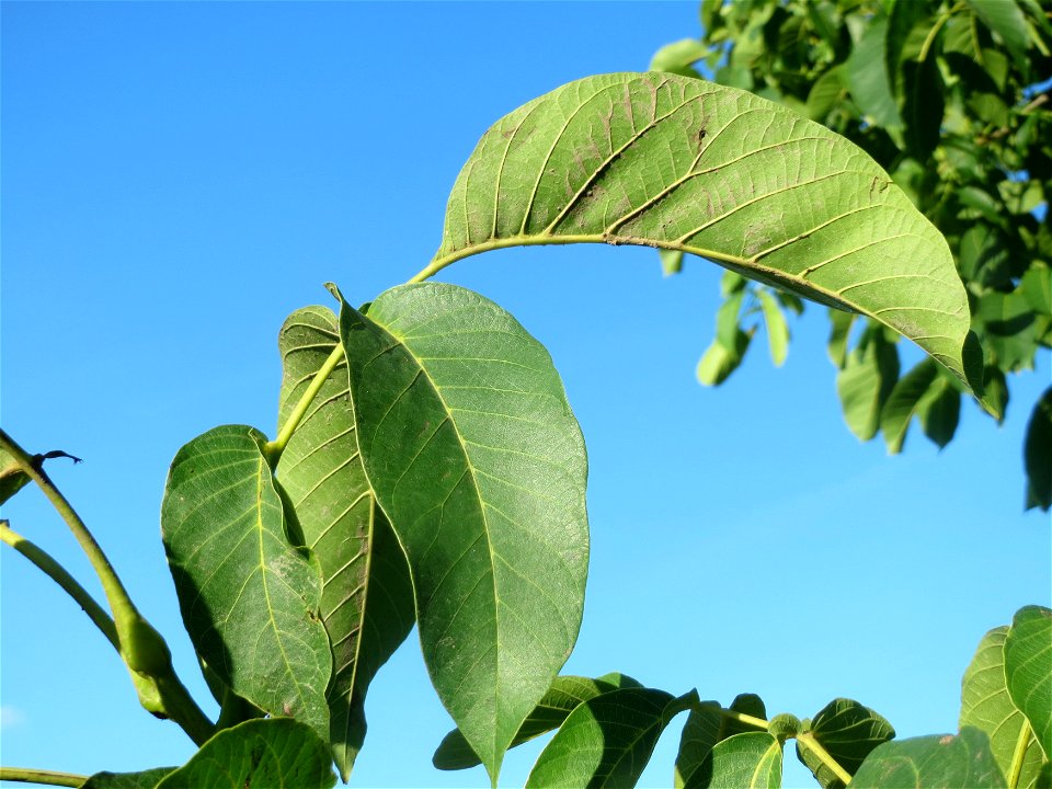 Walnuss (Juglans regia) bei Hockenheim