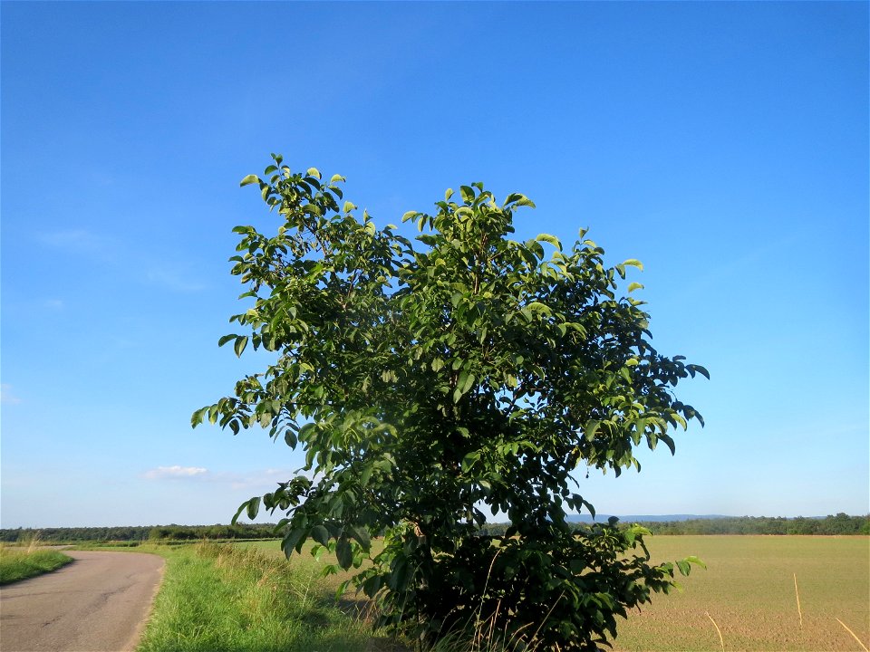 Walnuss (Juglans regia) bei Hockenheim