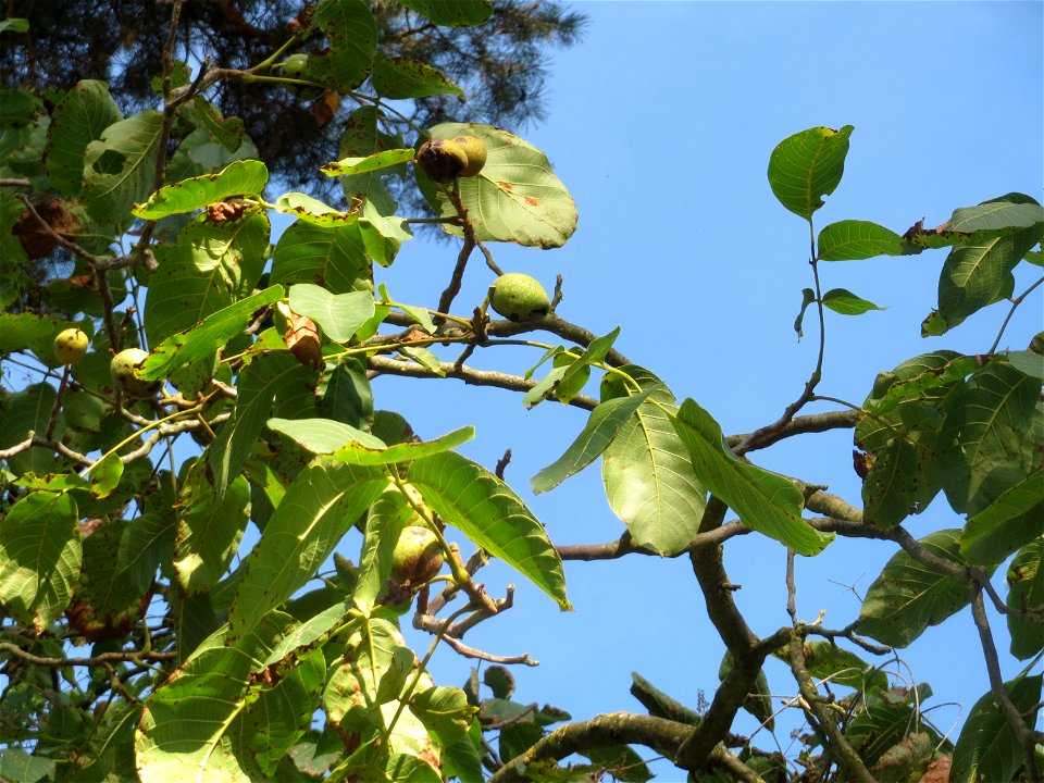 Walnuss (Juglans regia) auf dem Feldherrenhügel (Naturschutzgebiet „Oftersheimer Dünen“)