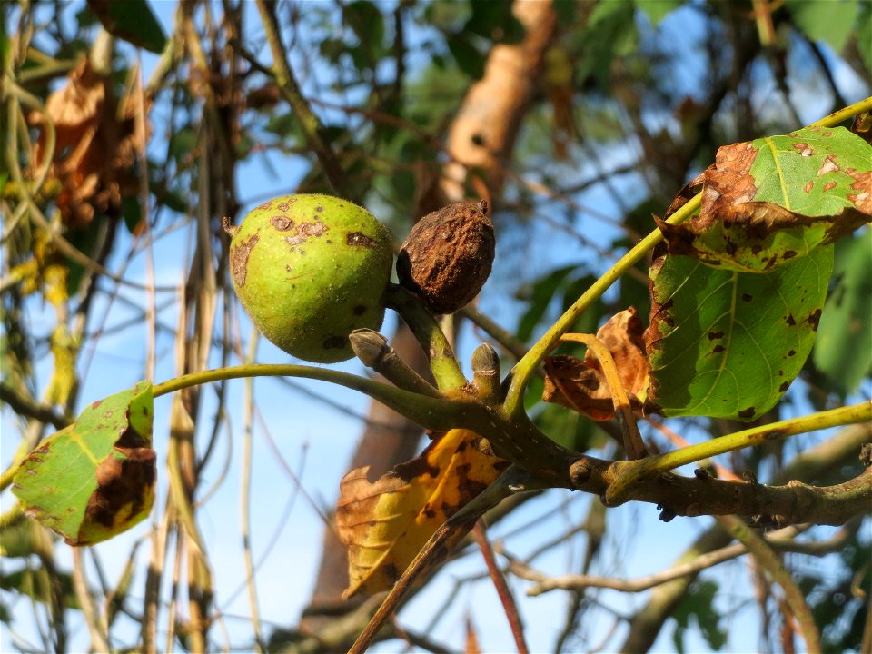 Walnuss (Juglans regia) auf dem Feldherrenhügel (Naturschutzgebiet „Oftersheimer Dünen“)