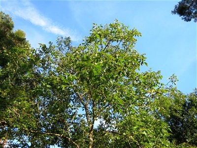 Walnuss (Juglans regia) auf dem Feldherrenhügel (Naturschutzgebiet „Oftersheimer Dünen“)