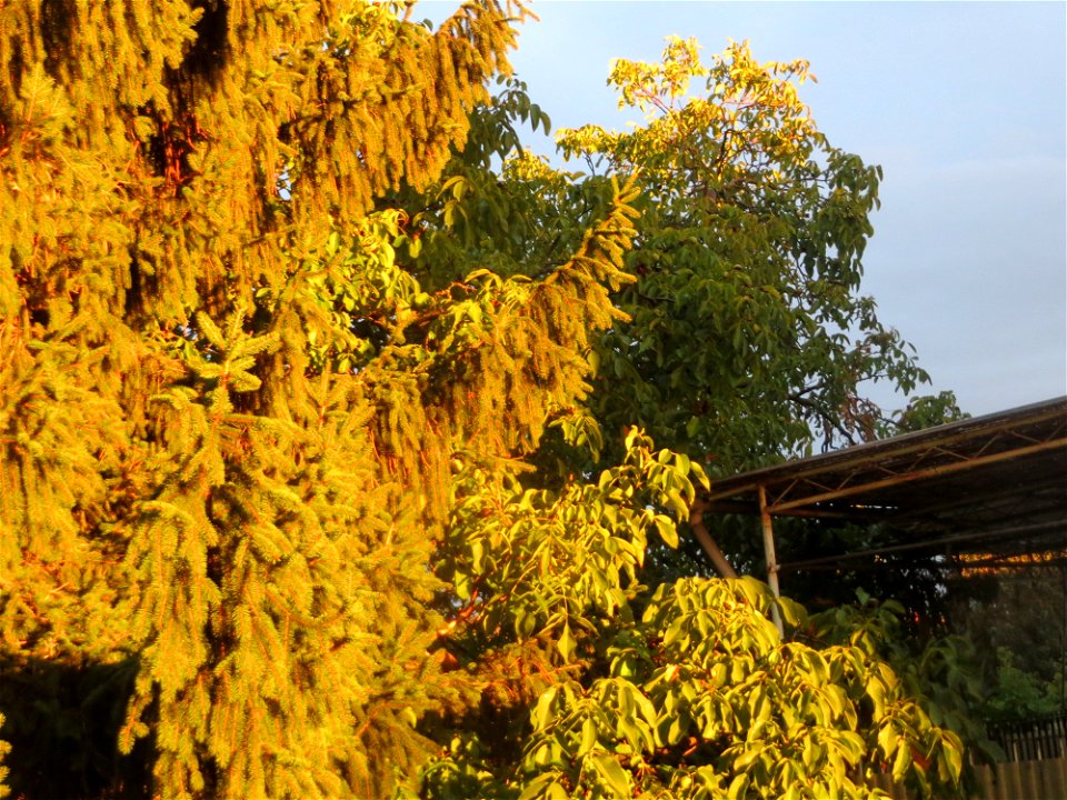 Walnuss (Juglans regia) in Hockenheim