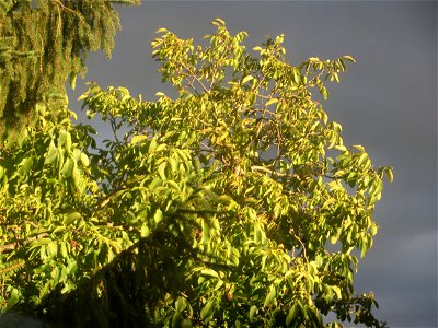 Walnuss (Juglans regia) in Hockenheim