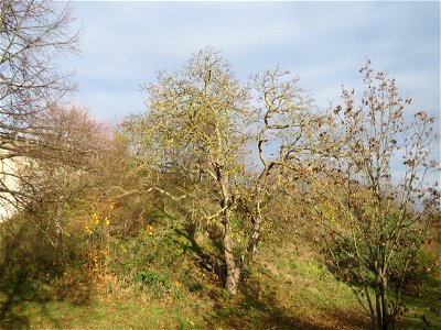 Walnuss (Juglans regia) in Hockenheim