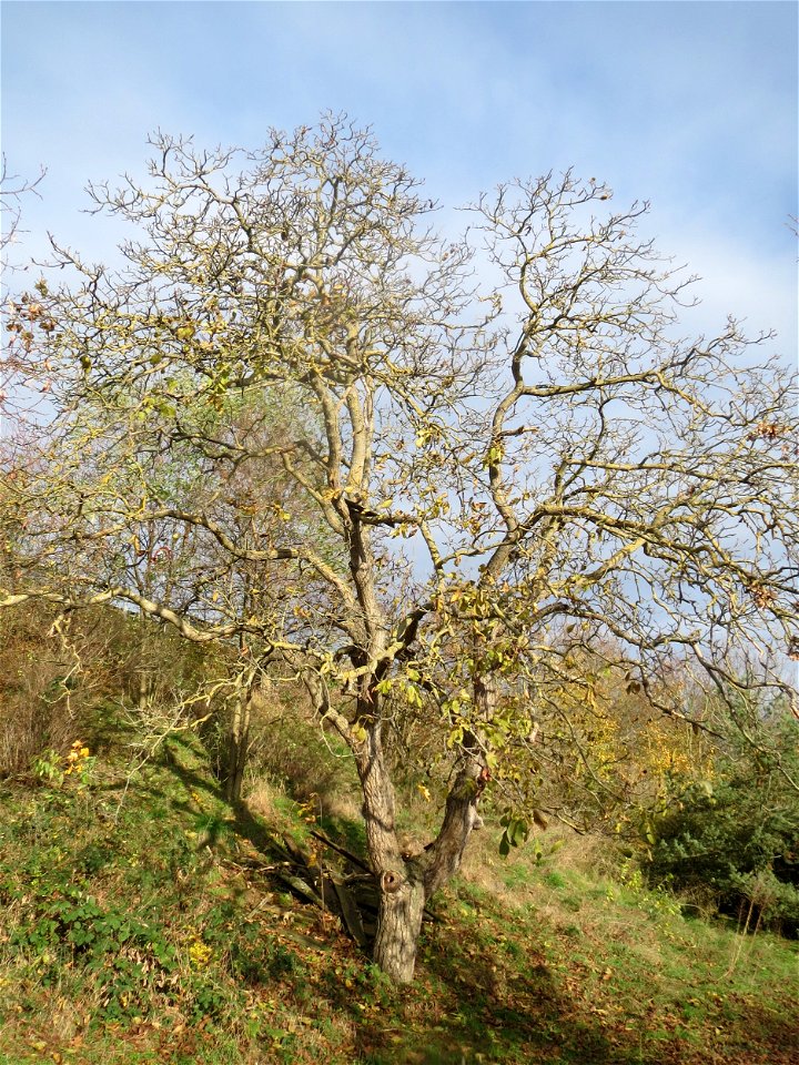 Walnuss (Juglans regia) in Hockenheim