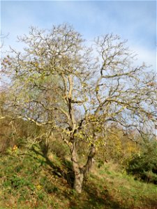 Walnuss (Juglans regia) in Hockenheim