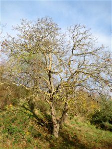 Walnuss (Juglans regia) in Hockenheim photo