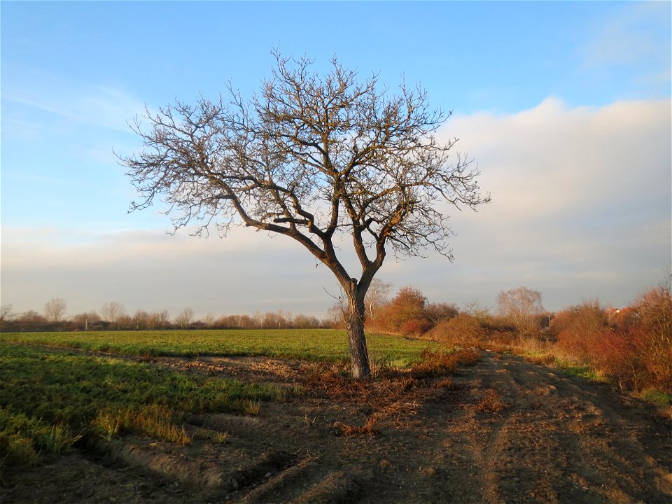 Walnuss (Juglans regia) in Hockenheim