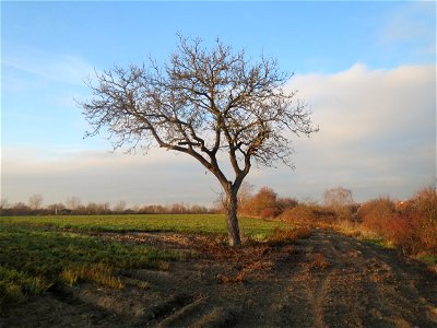 Walnuss (Juglans regia) in Hockenheim