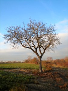 Walnuss (Juglans regia) in Hockenheim