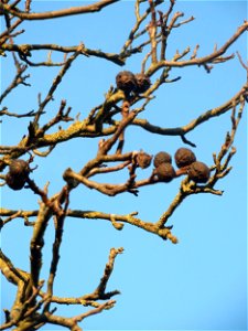 Walnuss (Juglans regia) in Hockenheim
