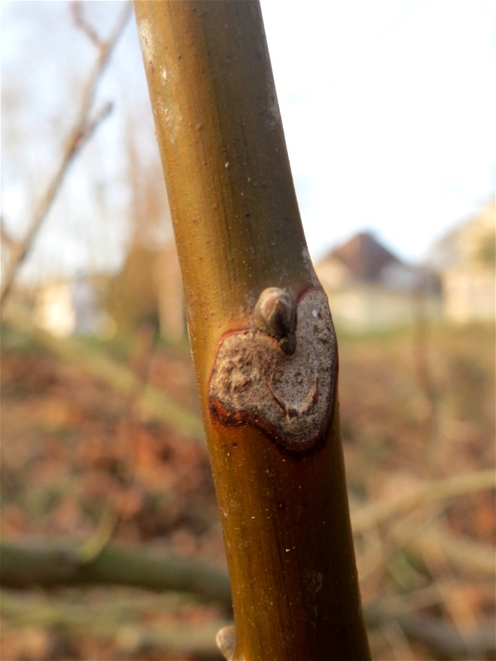 Blattnarbe an einer jungen Walnuss (Juglans regia) an der Saar in Saarbrücken