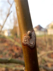 Blattnarbe an einer jungen Walnuss (Juglans regia) an der Saar in Saarbrücken