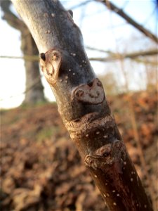 Blattnarbe an einer jungen Walnuss (Juglans regia) an der Saar in Saarbrücken - an diesem Standort ist der Baum sicher nicht gepflanzt worden