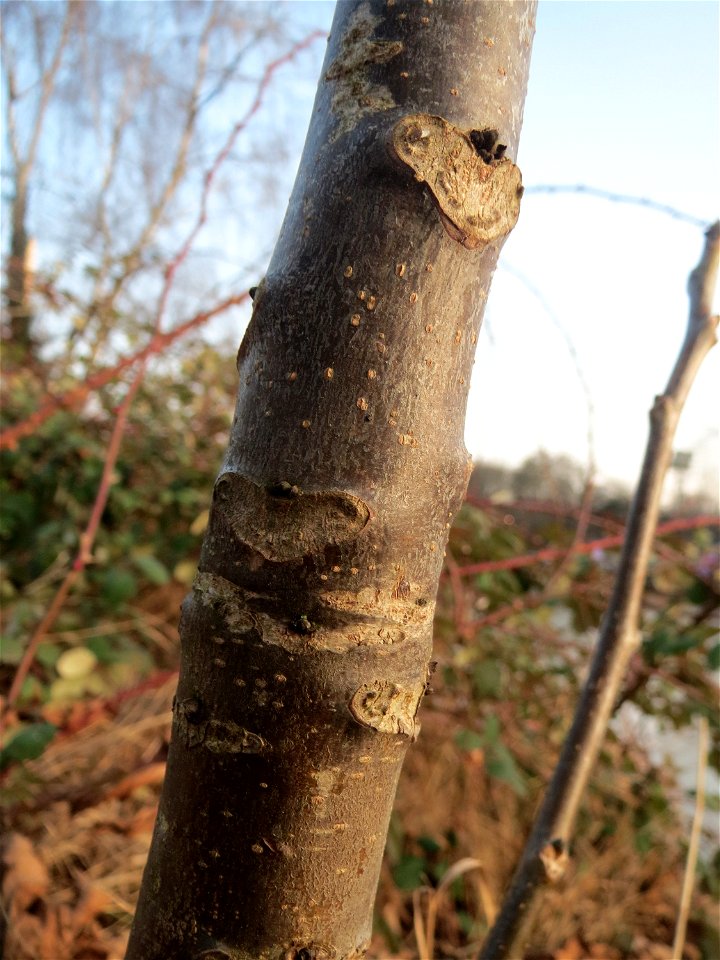 Charakteristische Blattnarbe an einer jungen Walnuss (Juglans regia) an der Saar in Saarbrücken - an diesem Standort ist der Baum sicher nicht gepflanzt worden