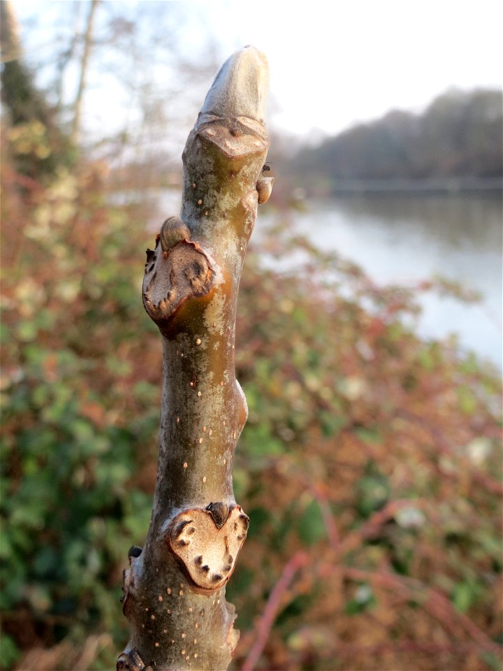 Charakteristische Blattnarbe an einer jungen Walnuss (Juglans regia) an der Saar in Saarbrücken - an diesem Standort ist der Baum sicher nicht gepflanzt worden