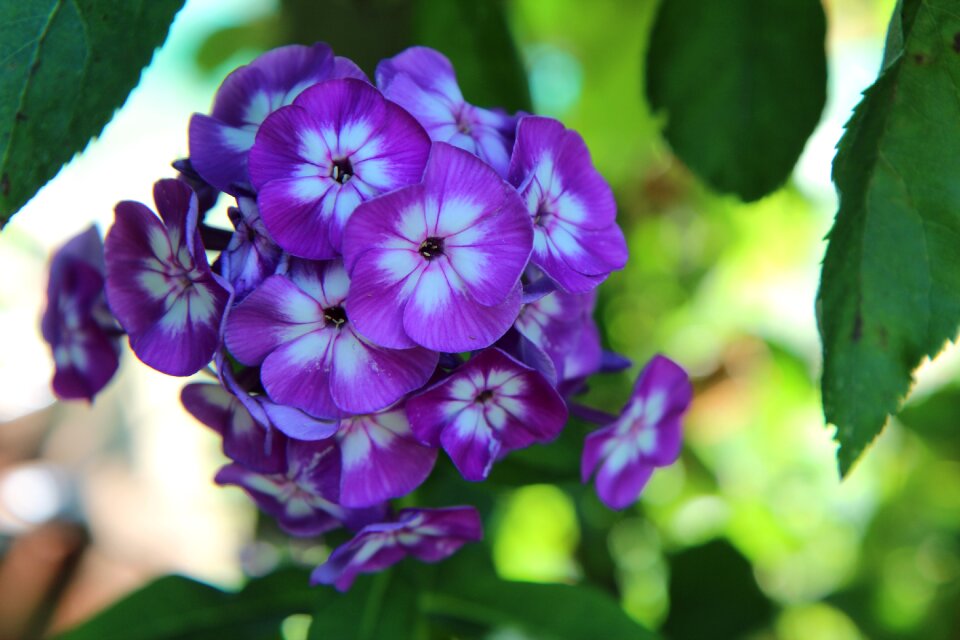 Purple flower summer flowers botany