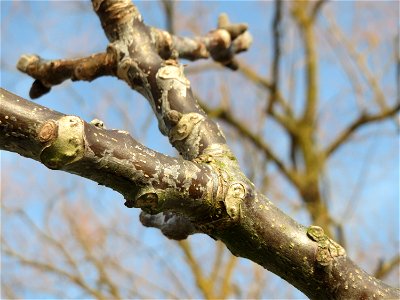 Walnuss (Juglans regia) im Hockenheimer Rheinbogen
