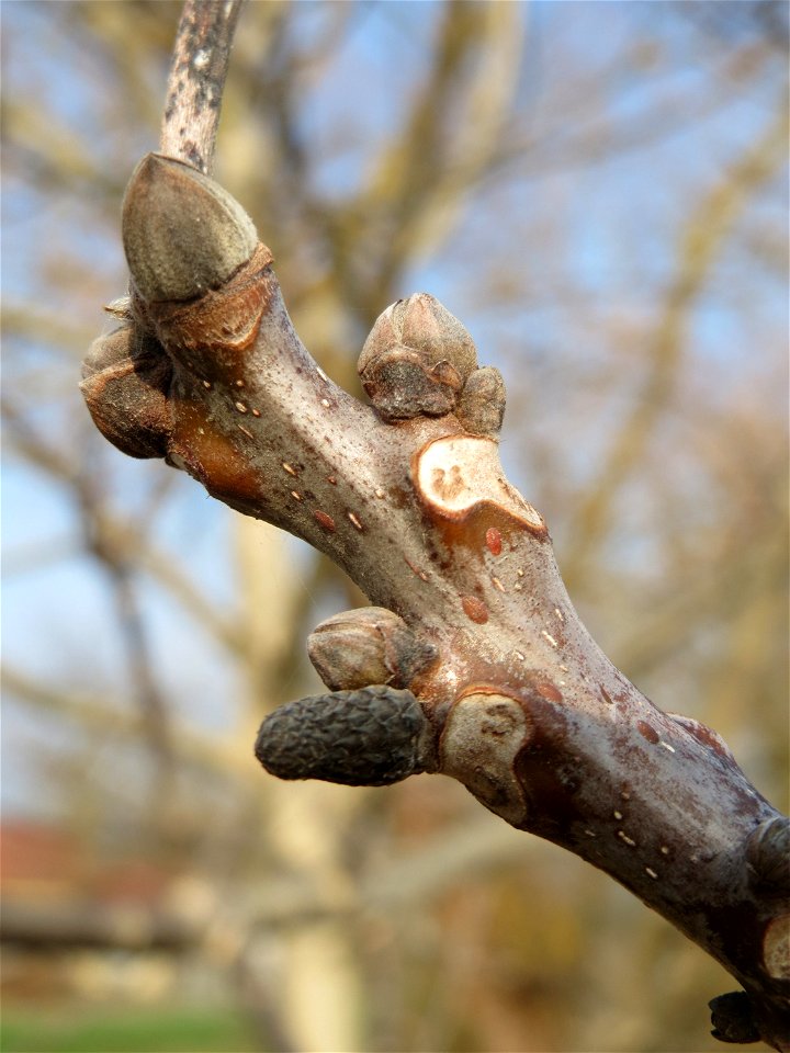 Blattnarbe der Walnuss (Juglans regia) im Hockenheimer Rheinbogen