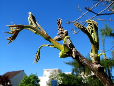 Walnuss (Juglans regia) in Saarbrücken