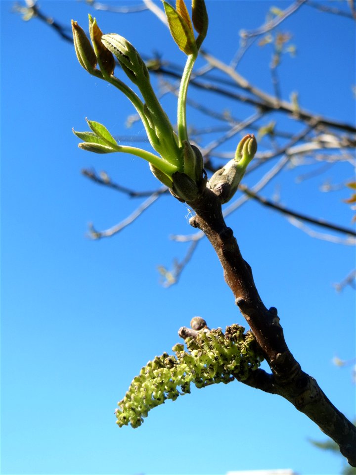 Walnuss (Juglans regia) in Saarbrücken