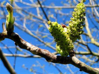 Walnuss (Juglans regia) in Saarbrücken