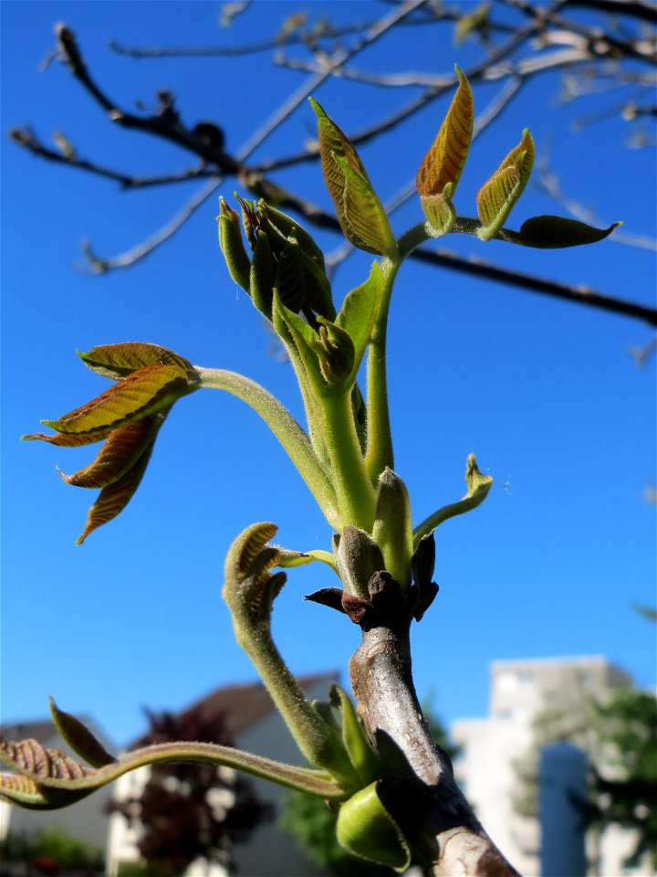 Walnuss (Juglans regia) in Saarbrücken