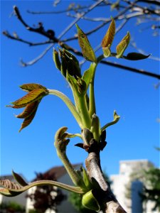 Walnuss (Juglans regia) in Saarbrücken