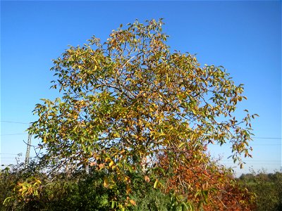 Walnuss (Juglans regia) bei Neulußheim