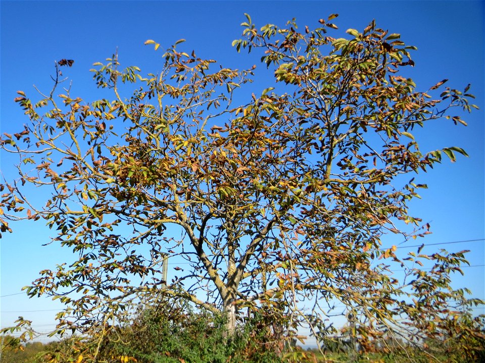 Walnuss (Juglans regia) bei Neulußheim