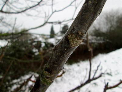 Walnuss (Juglans regia) bei Hockenheim