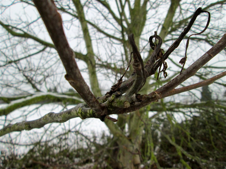 Walnuss (Juglans regia) bei Hockenheim
