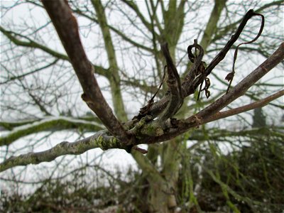 Walnuss (Juglans regia) bei Hockenheim