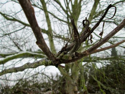 Walnuss (Juglans regia) bei Hockenheim photo