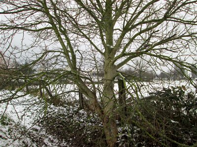 Walnuss (Juglans regia) bei Hockenheim photo