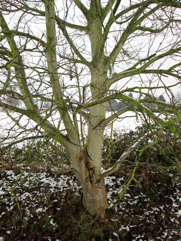 Walnuss (Juglans regia) bei Hockenheim