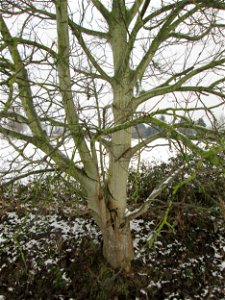 Walnuss (Juglans regia) bei Hockenheim