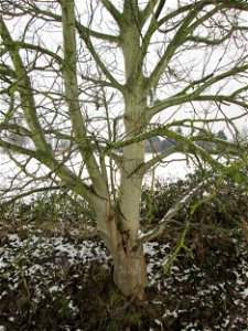 Walnuss (Juglans regia) bei Hockenheim photo