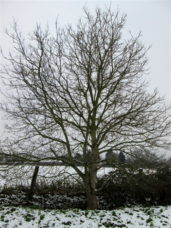 Walnuss (Juglans regia) bei Hockenheim