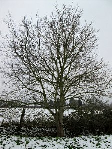 Walnuss (Juglans regia) bei Hockenheim